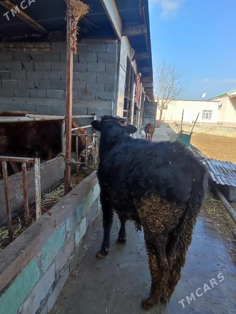 okuz - Ашхабад - img 1