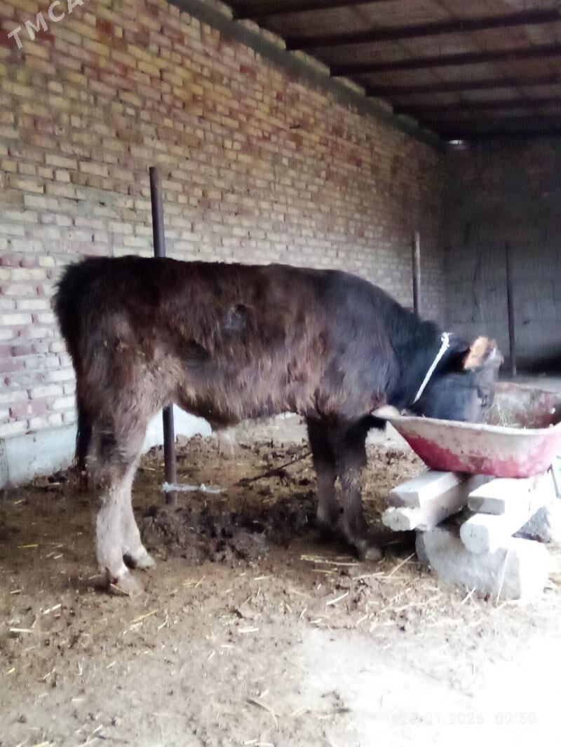 Tohum Öküz Arassa Şiwet - Гёкдепе - img 1