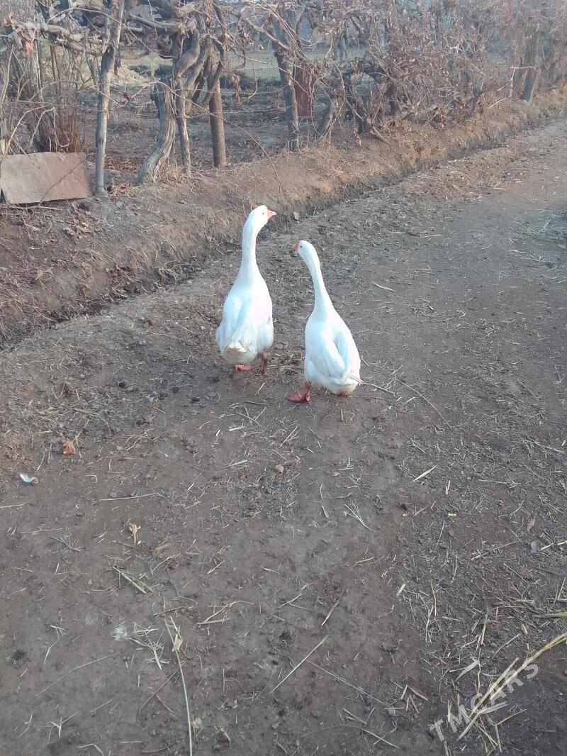 gaz - Чарджоу - img 1