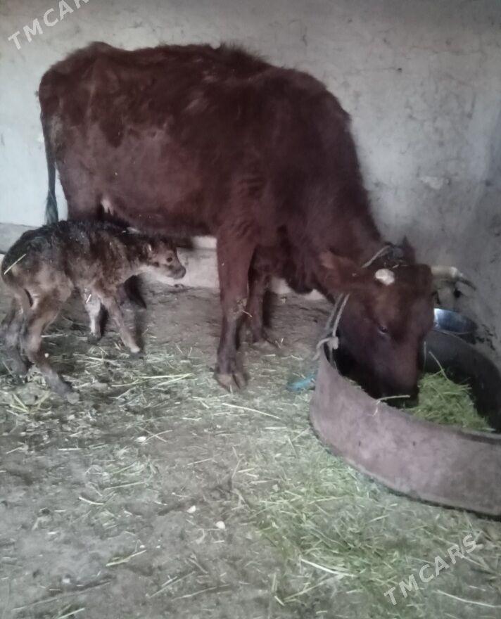 Göleli sygyr - Байрамали - img 1