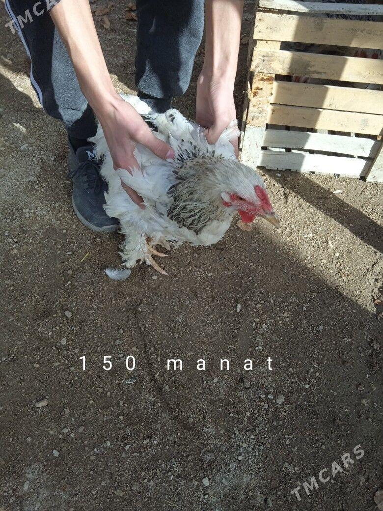 ýaş horazla - Балканабат - img 1