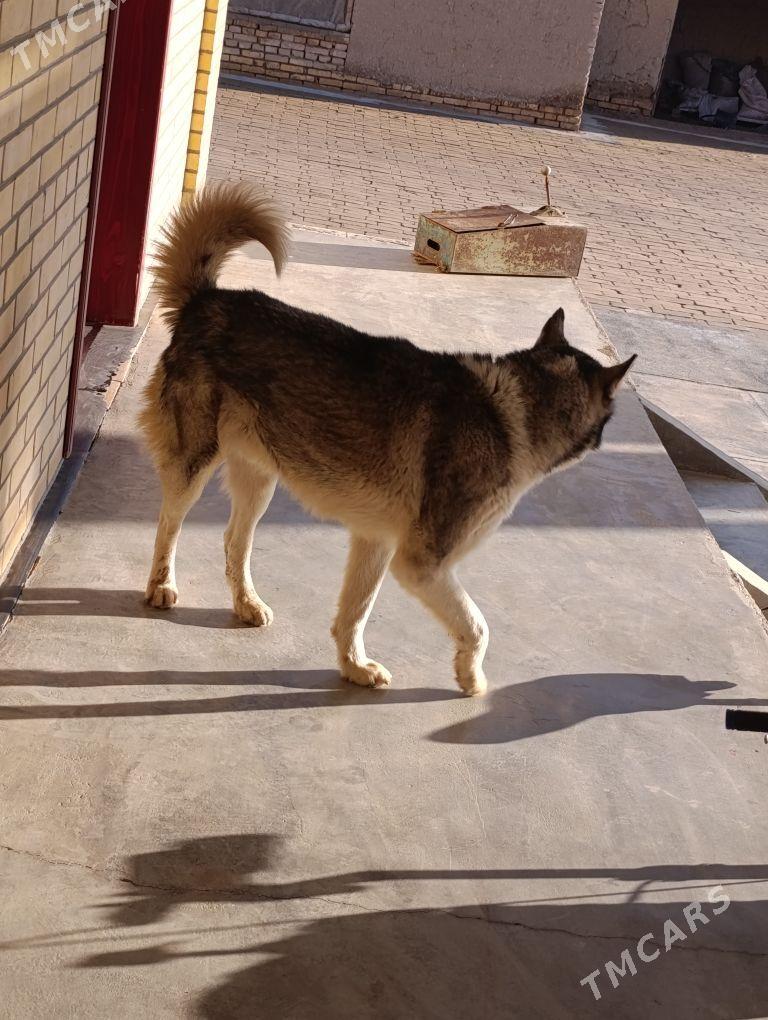 haski - Мургап - img 1