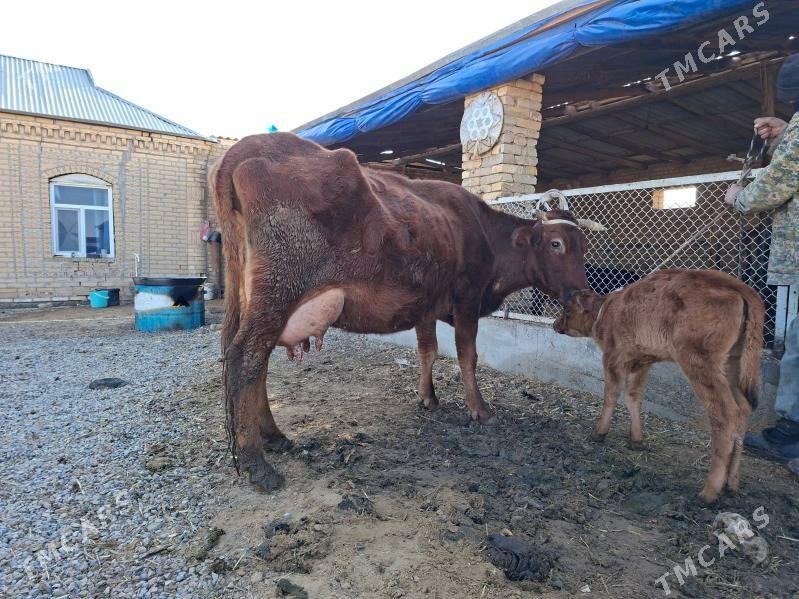 göleli sygyr - Мургап - img 1