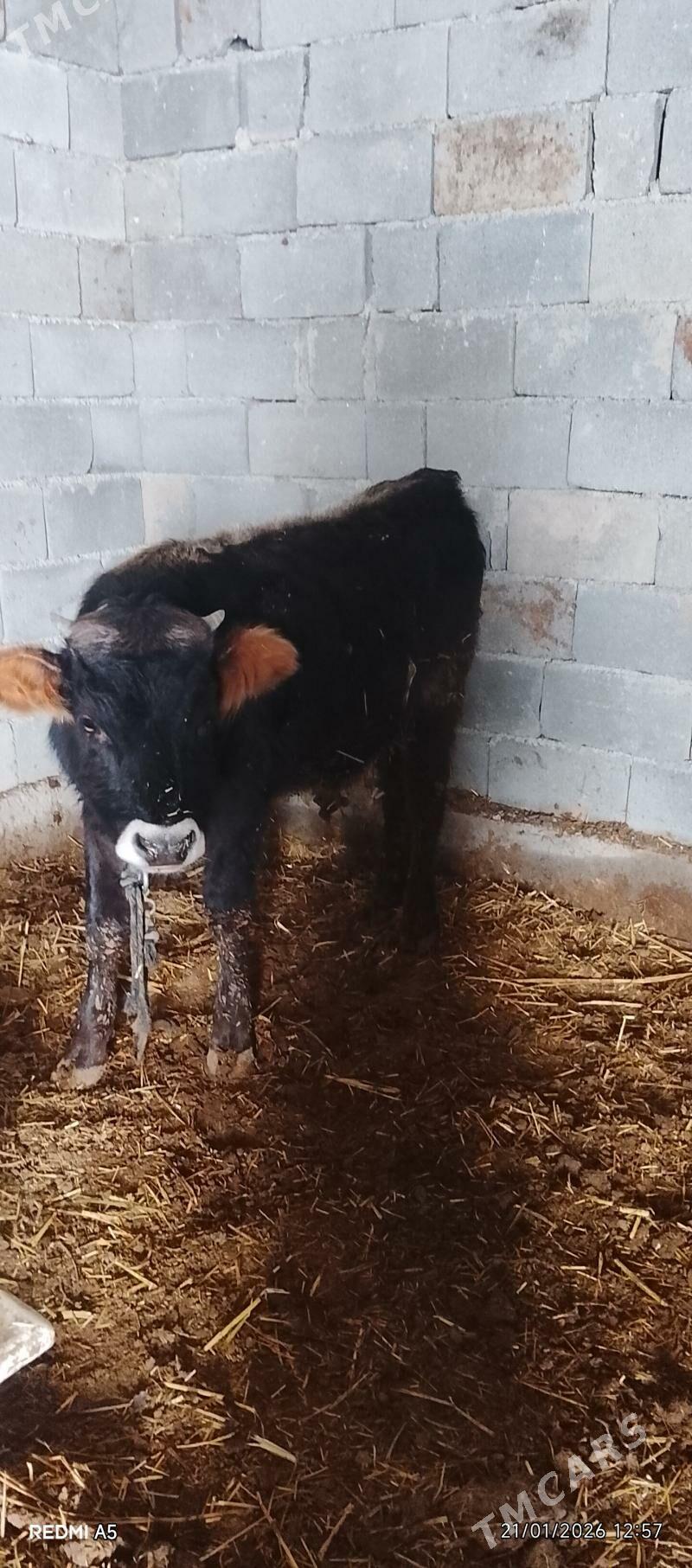 öküzler - Ак-Бугдайский этрап - img 1