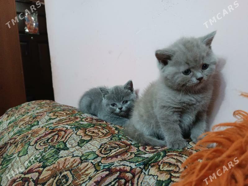 шотландский прямоушка - Aşgabat - img 1