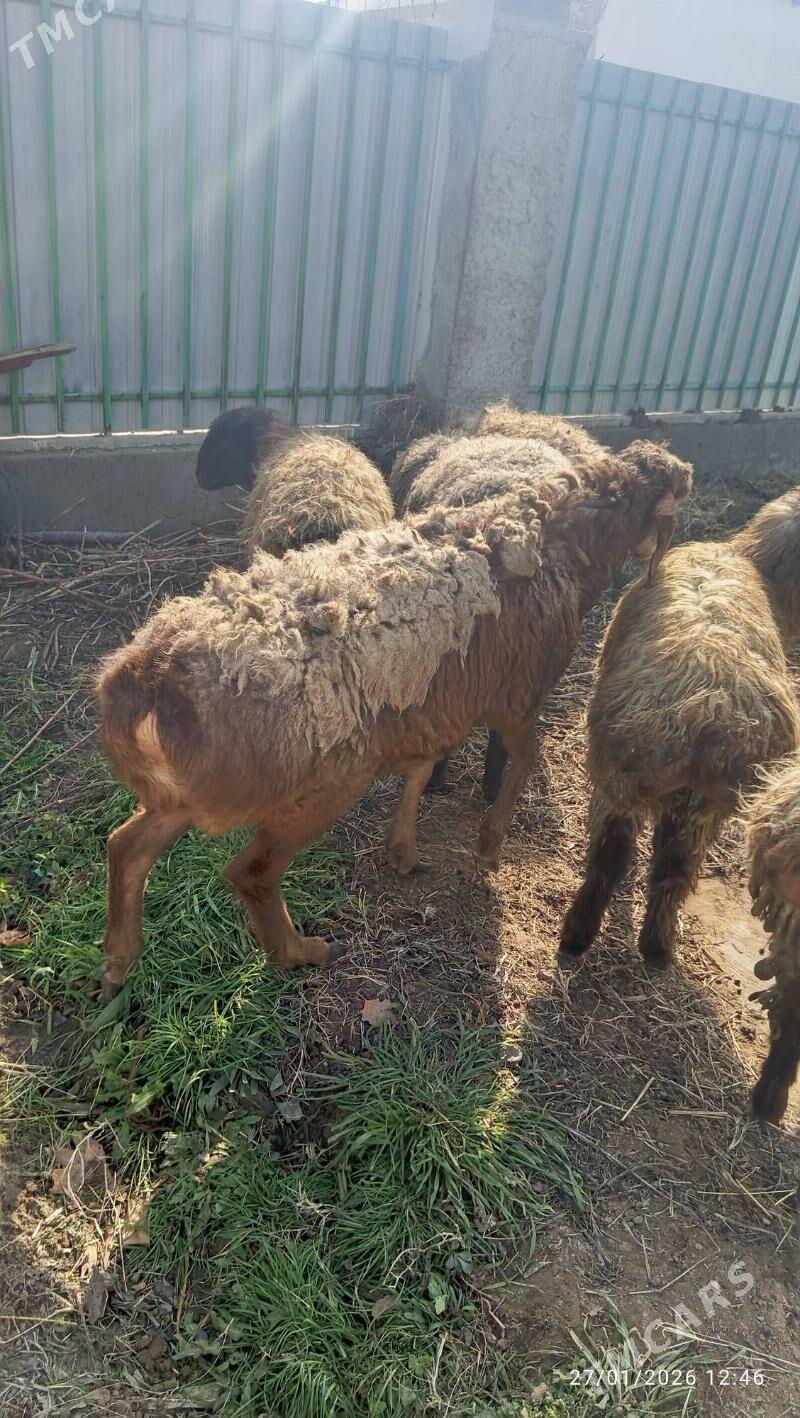 GİSAR GOÇ - Aşgabat - img 1