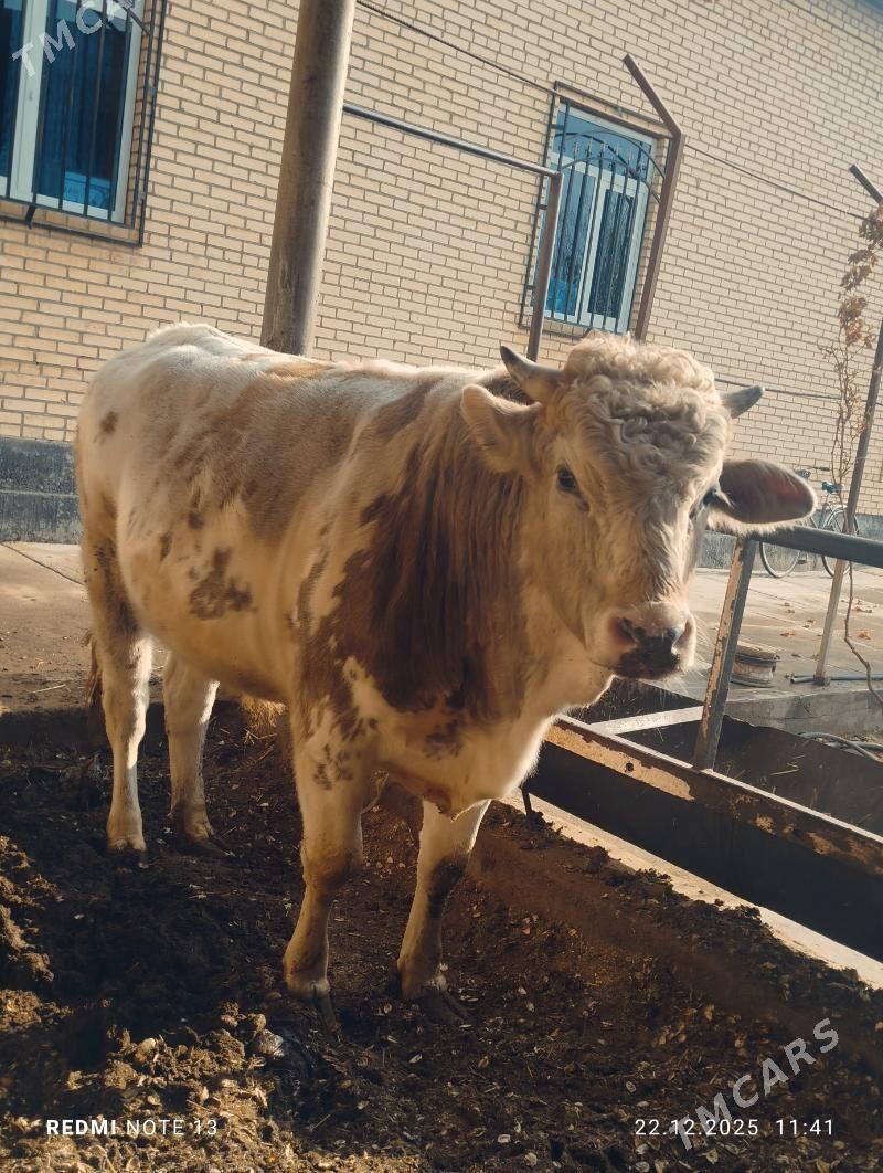 Semiz okuz - Türkmenabat - img 1