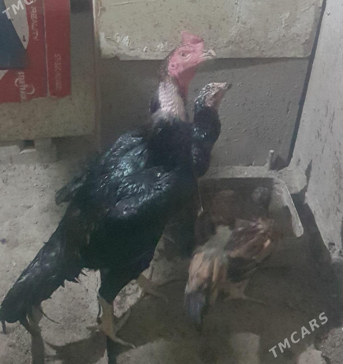 horaz towik - Daşoguz - img 1