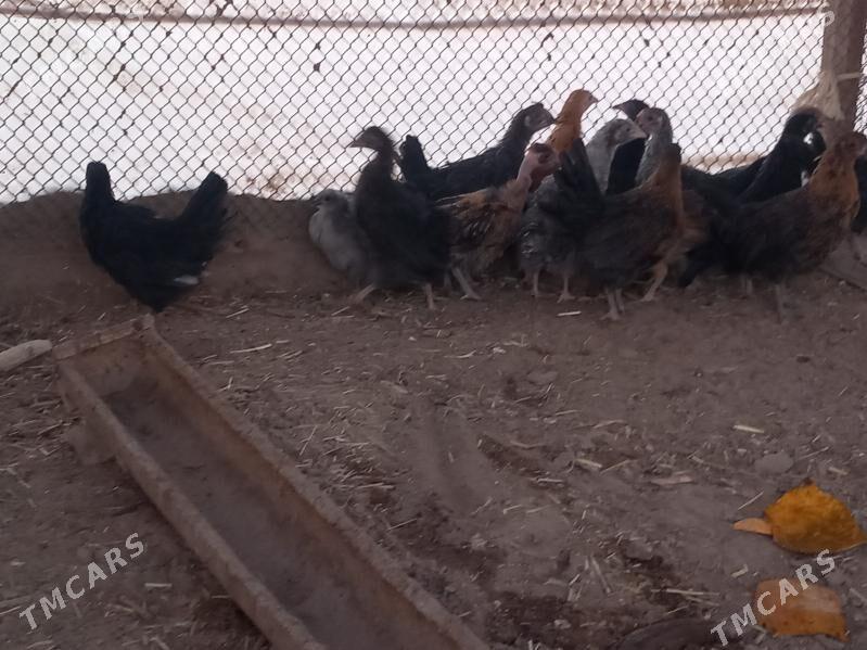 Ataks juje - Garagum etraby - img 1