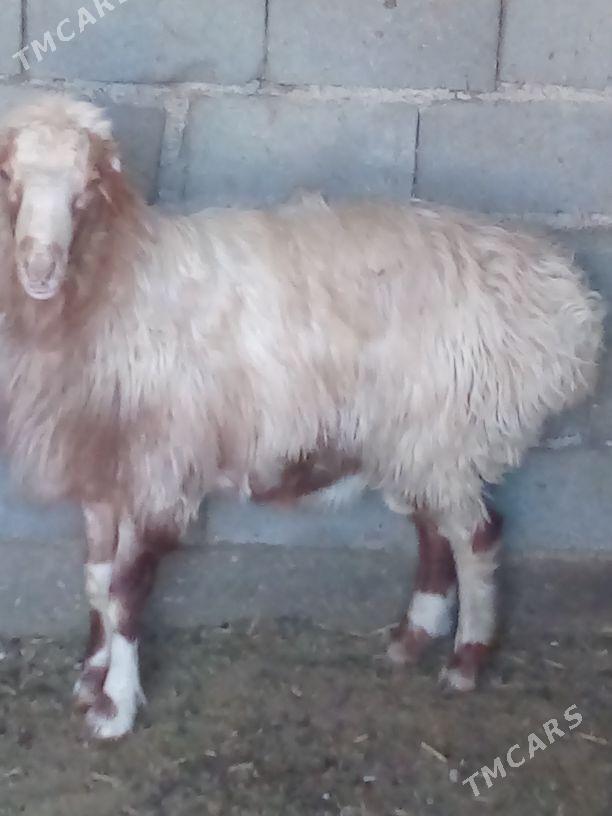 GOÝUN - Bäherden - img 1