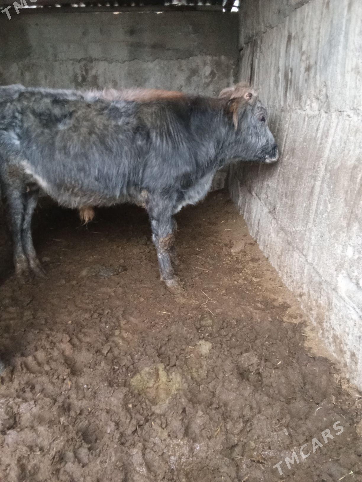 öküz we tüwe - Büzmeýin - img 1