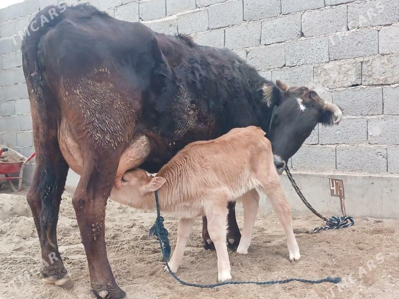 göleli sygyr - Gyzylarbat - img 1