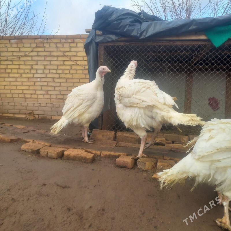 BIG 6 GIGANT INDUK - Гарабекевюл - img 1