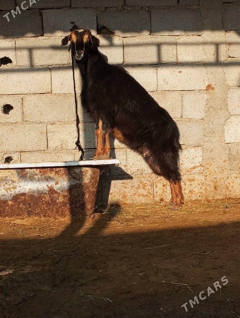 SEMİZ GEÇİ - Gökdepe - img 1