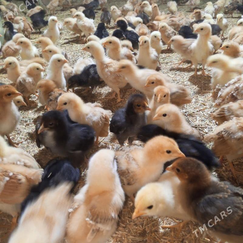 juje - Gurbansoltan Eje - img 1