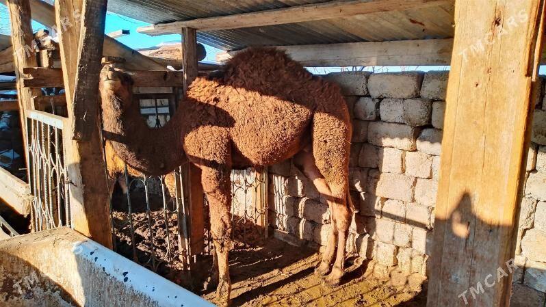 owşyk - Бузмеин - img 1