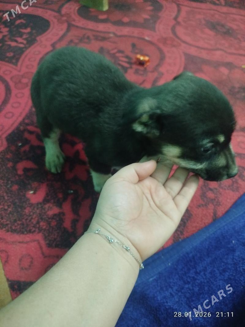 ит - Дашогуз - img 1