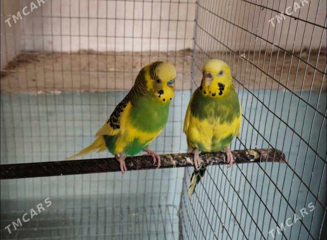 popugay komplekt gus - Ашхабад - img 1