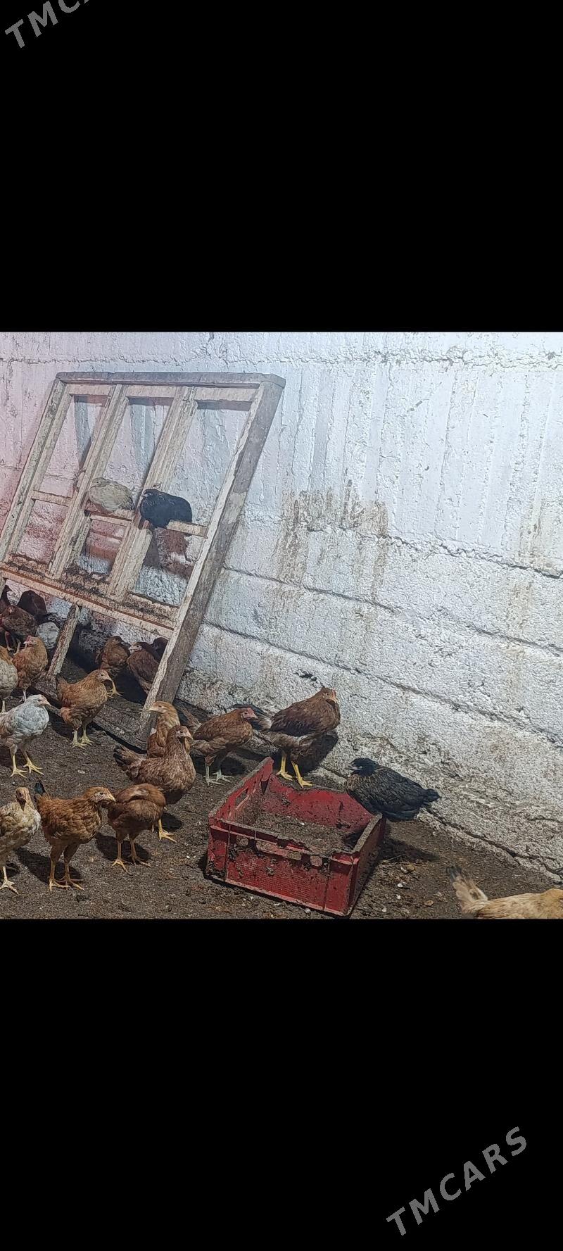 jüje - Gökdepe - img 1