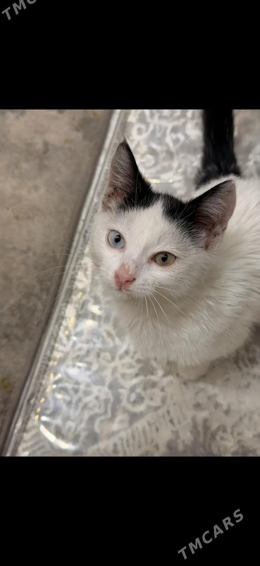 Akja pişik Котенок - Туркменбаши - img 1