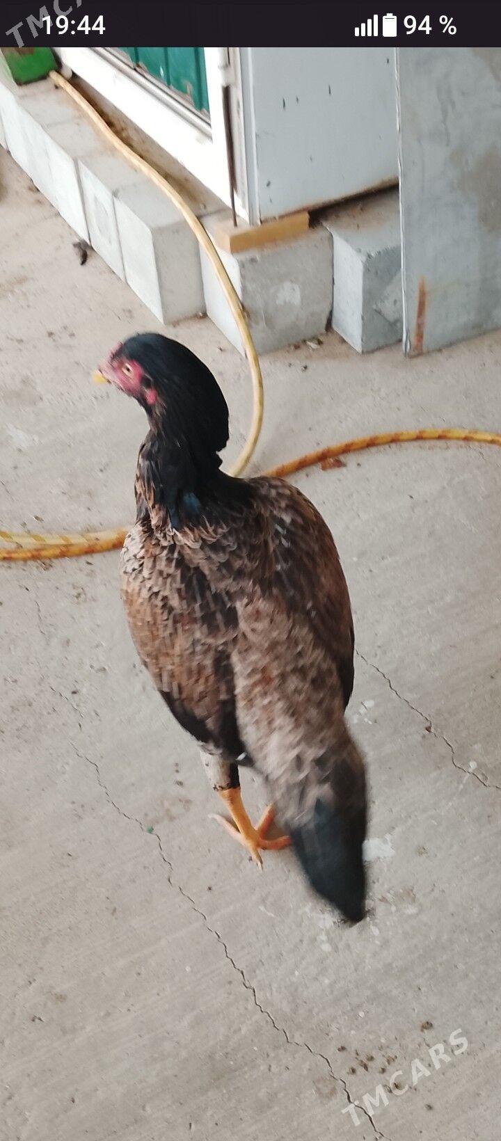 taşgent mäki - Тязе заман - img 1