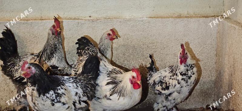 brama balgar towuk - Aşgabat - img 1