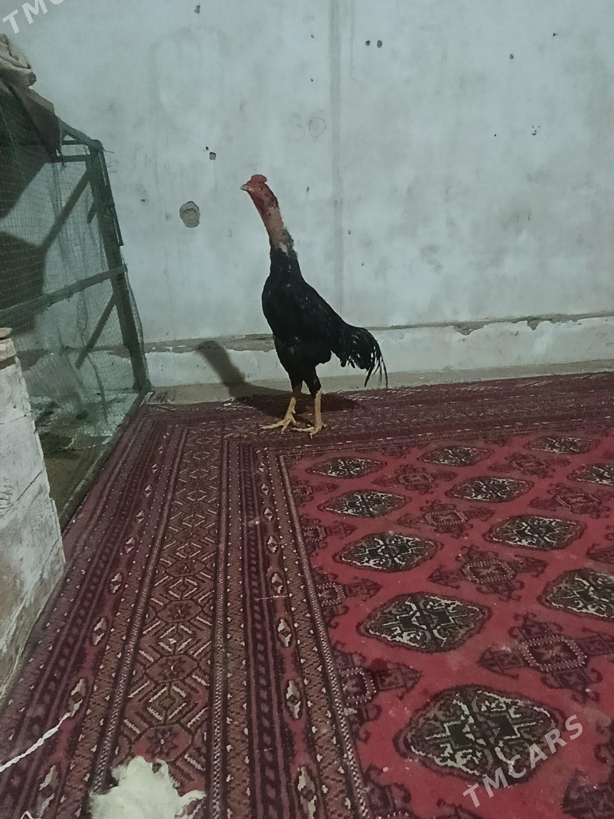 horaz - Дашогуз - img 1