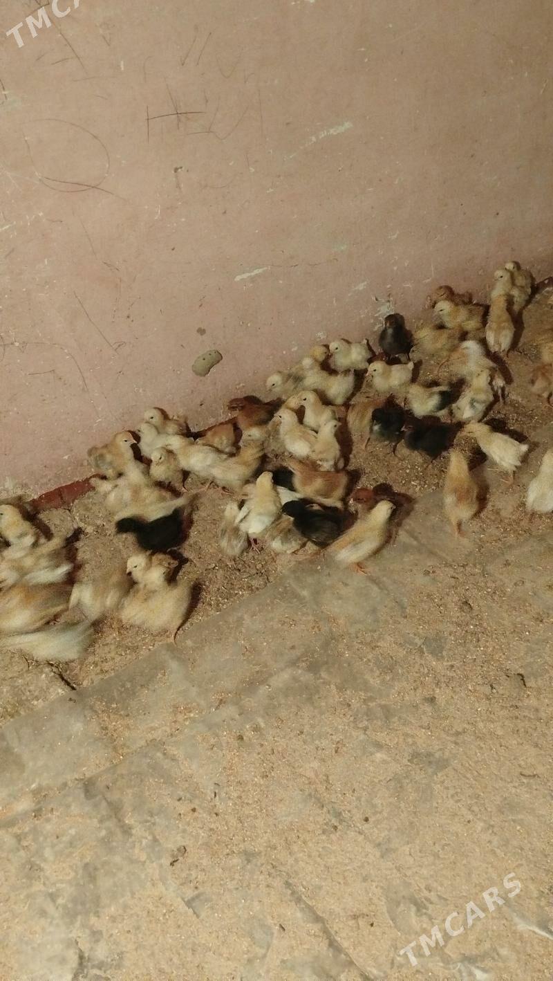 juyje - Mary - img 1