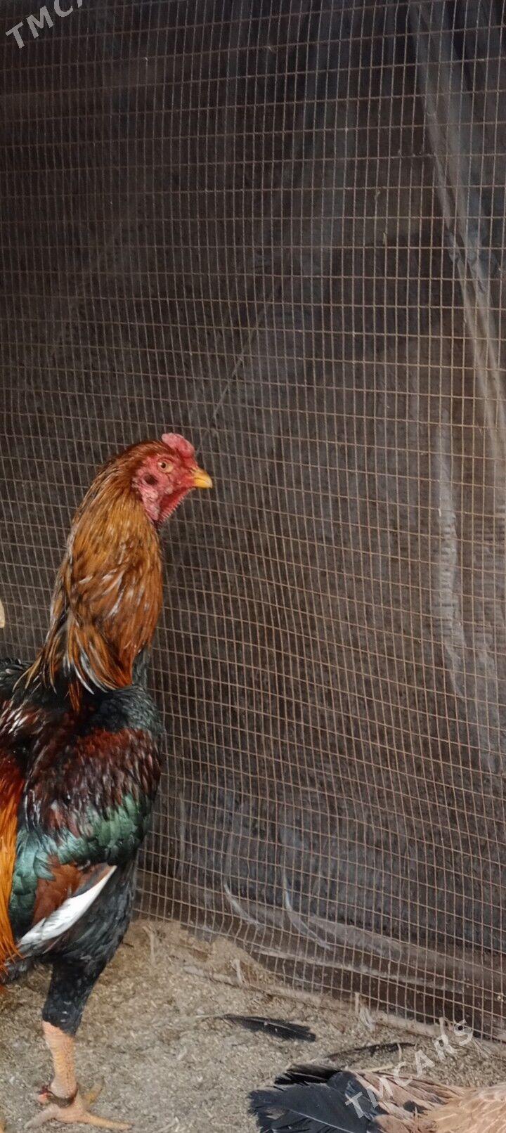 horaz - Фарап - img 1