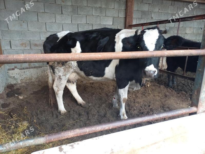 Галишдейин сигир - Büzmeýin - img 1