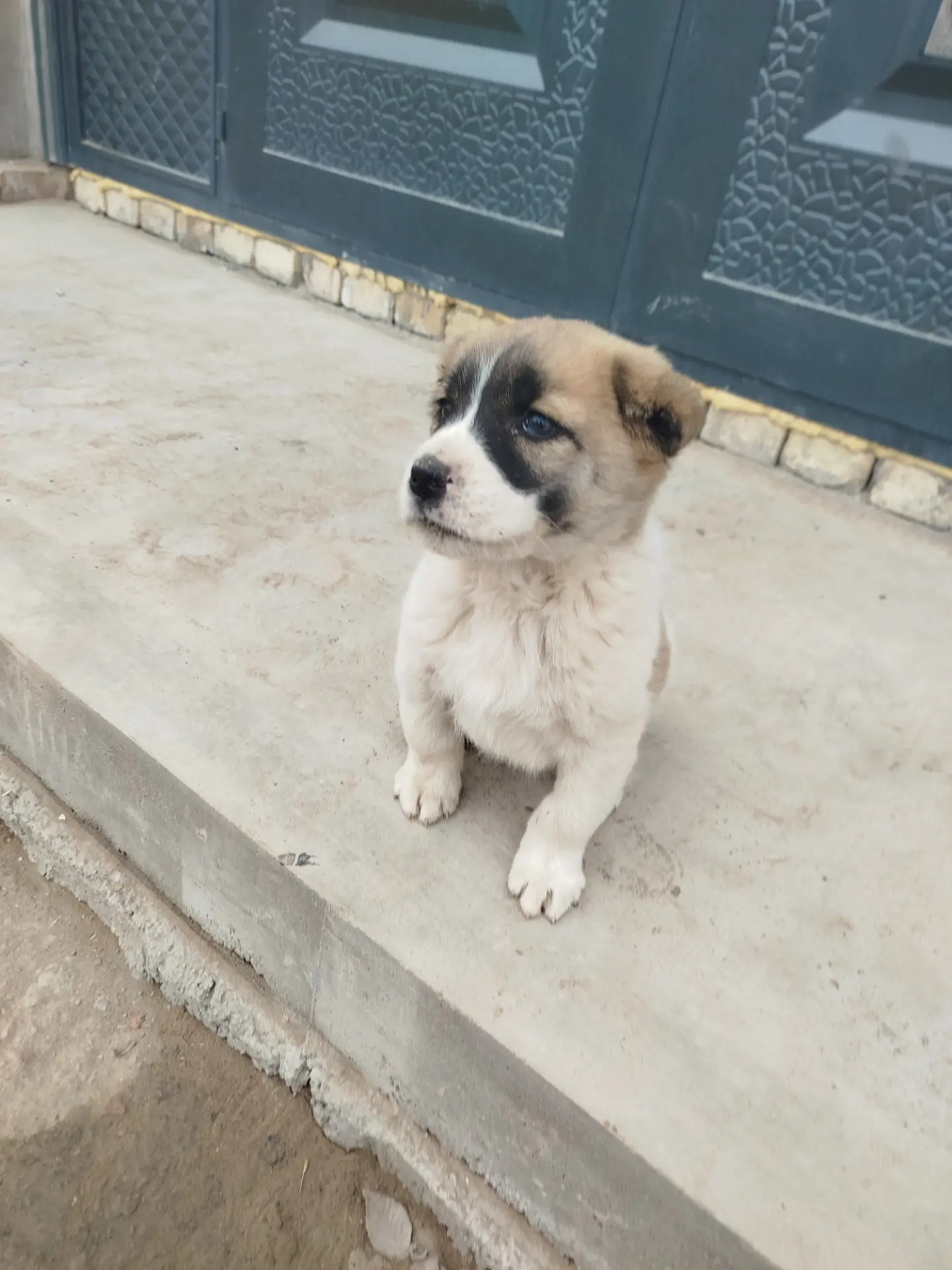 gujuk - Акдепе - img 1