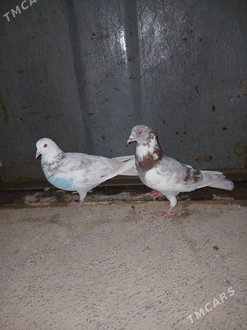 kepderi - Гызыларбат - img 1