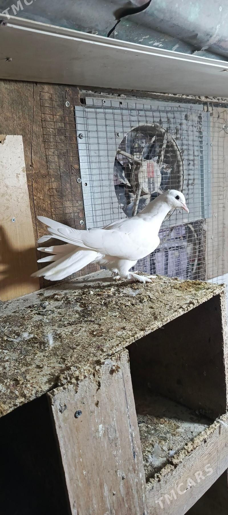 kepderi - Hitrowka - img 1