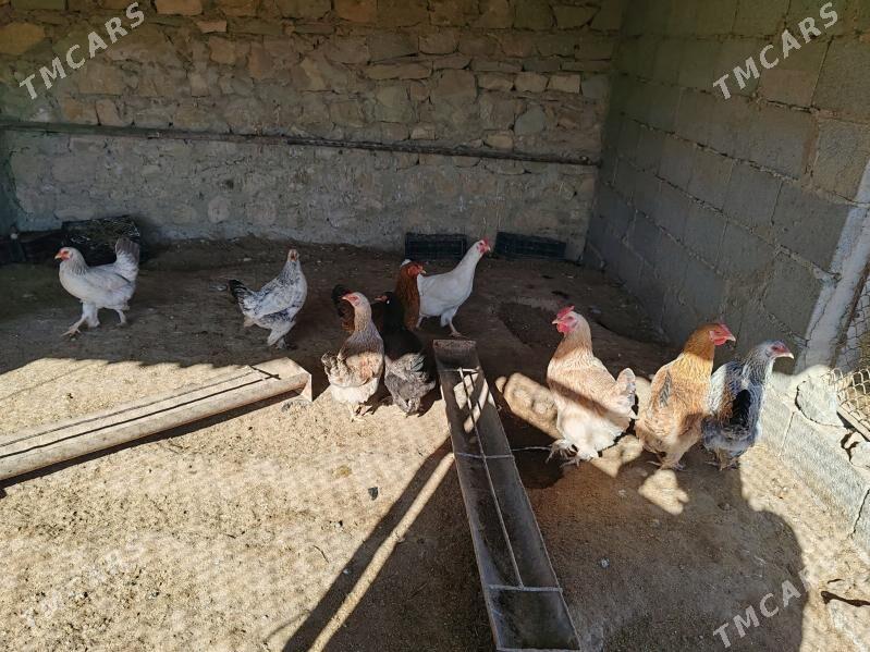 Towuk - Балканабат - img 1