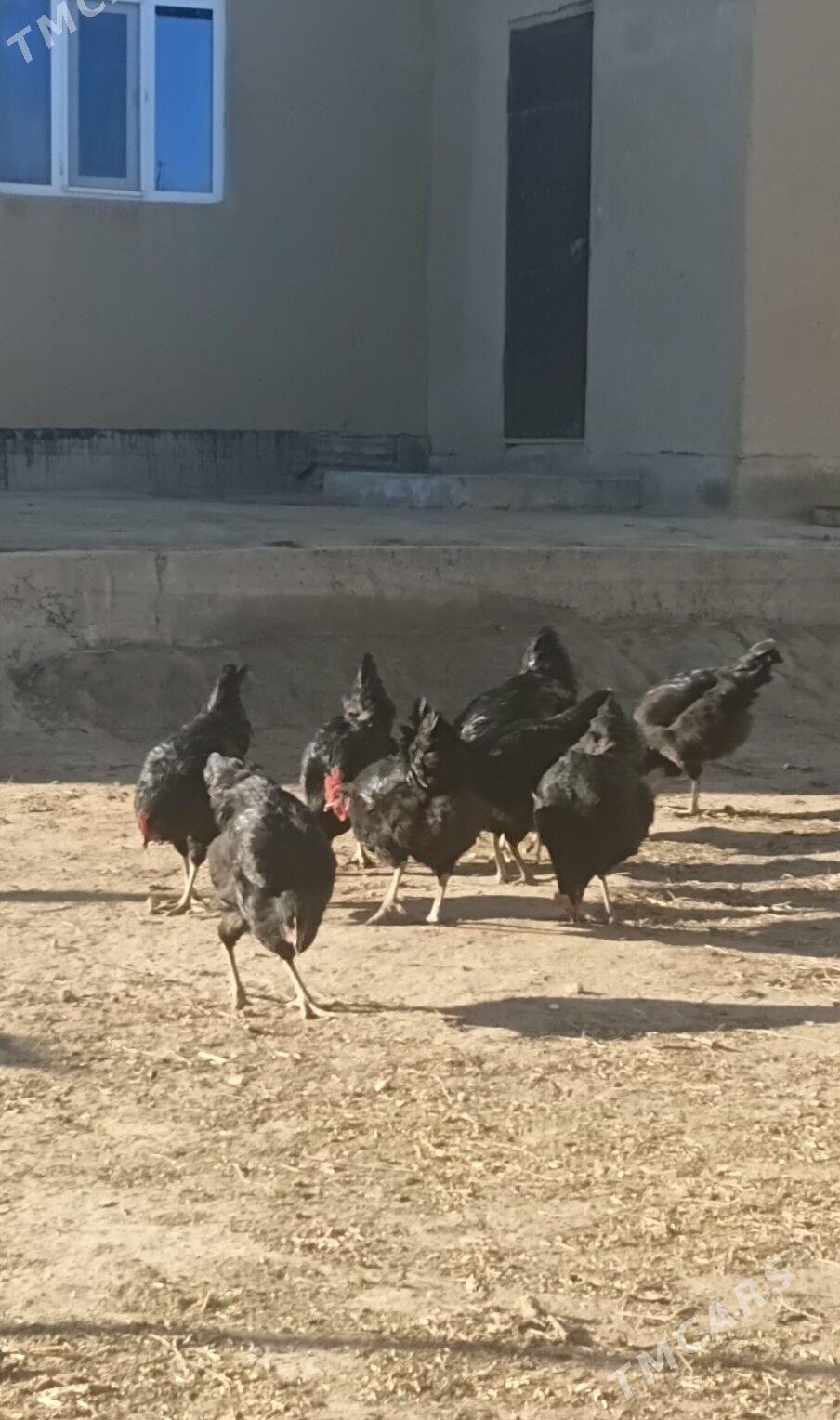 Kara shahzada - Кёнеургенч - img 1