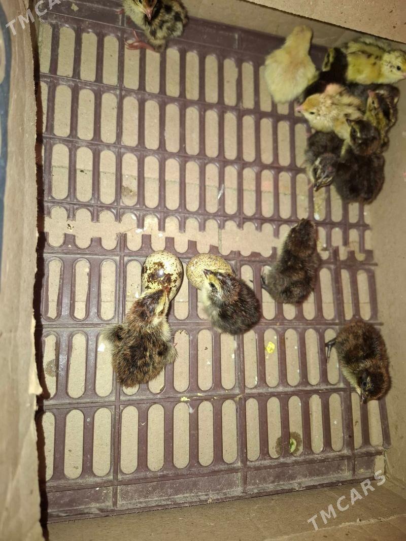 Bedene juyje - Гумдаг - img 1