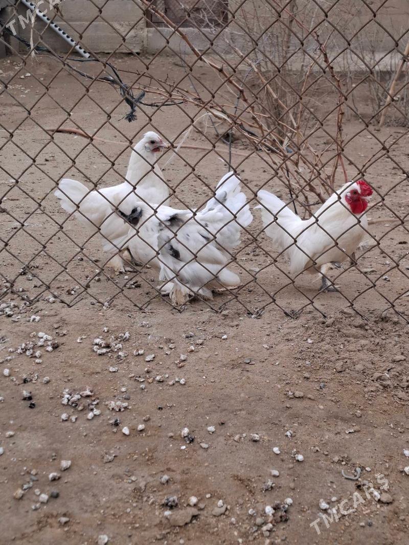 Karlık towuk - Gumdag - img 1