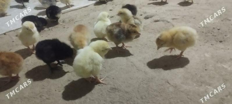 Towuk jüýje - Ýolöten - img 1