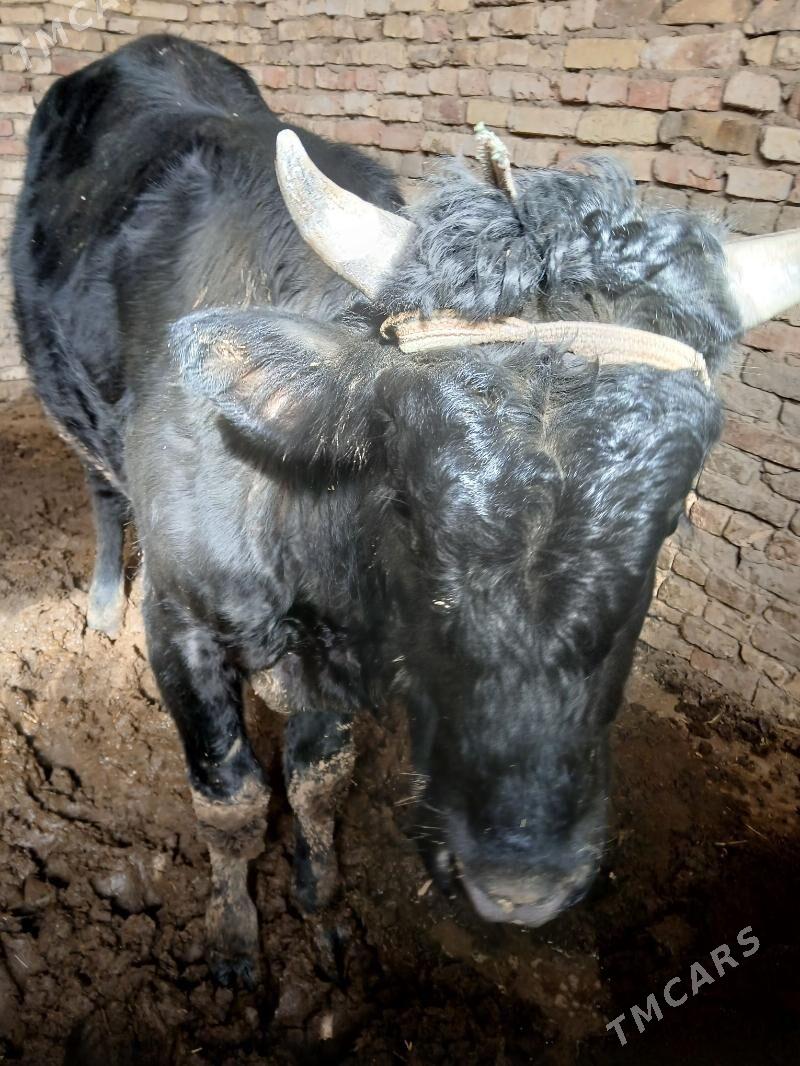 Öküz - Murgap - img 1