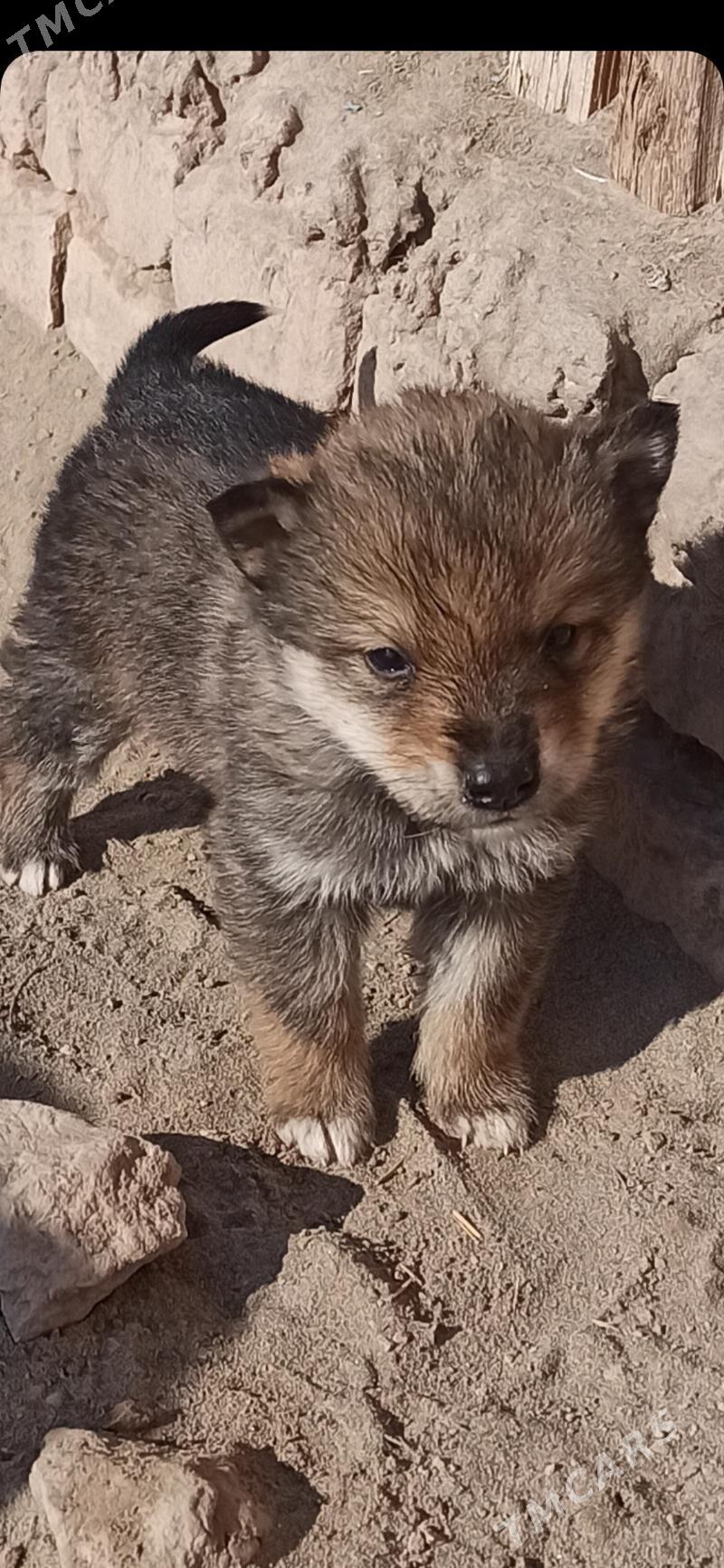 Hasekı Gujuklerı - Дашогуз - img 1