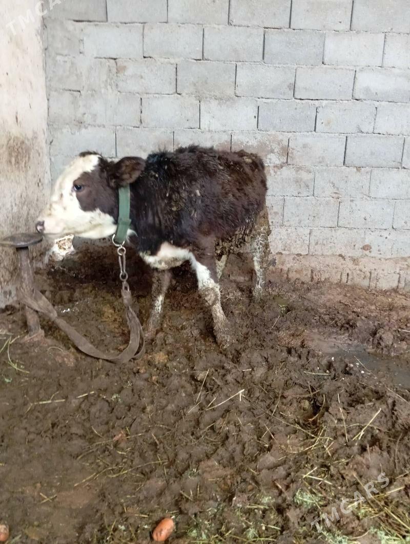 OKUZ KELEK TOHIM MAL - Ашхабад - img 1