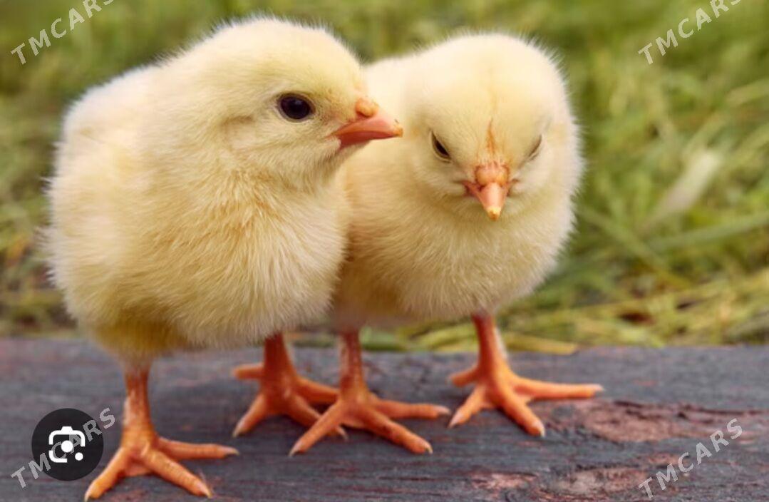 Towuk juje Balakly - Baýramaly - img 1