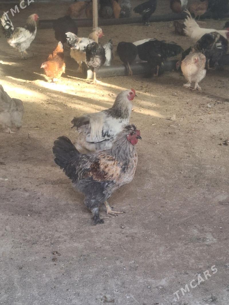 Horaz - Байрамали - img 1