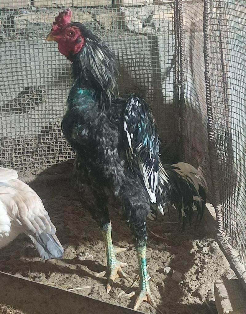 ŞAMO - Дянев - img 1