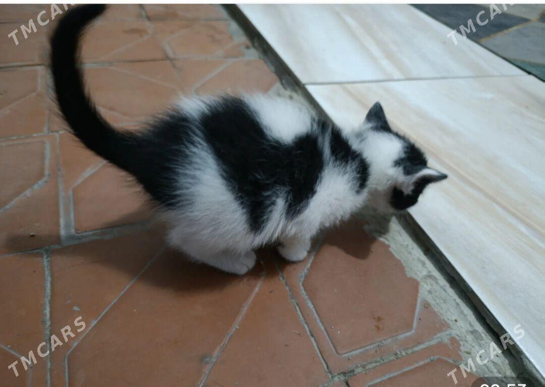 котята в добрые руки. - Aşgabat - img 1