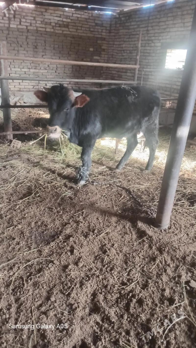 ökiz - Сакарчага - img 1