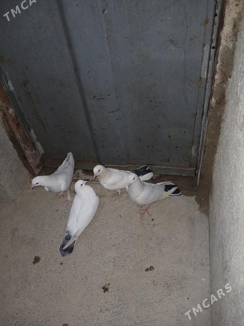 kepderi - Gyzylarbat - img 1