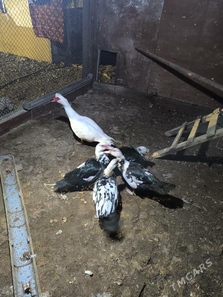 ördek - Kaka - img 1