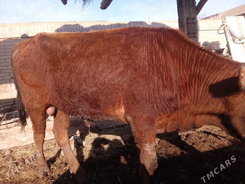 баклык окуз мейдан - Çärjew - img 1