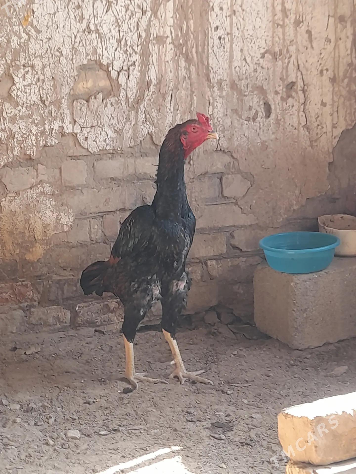 Taskent horaz - Теджен - img 1